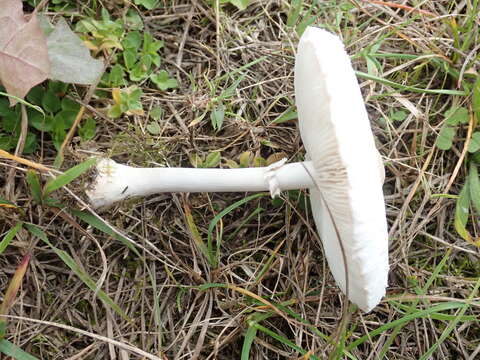 Image of Macrolepiota excoriata (Schaeff.) Wasser 1978