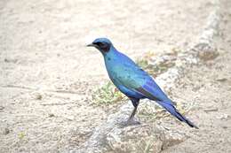 Image of Burchell's Glossy-Starling