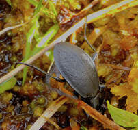 Image of Carabus (Oreocarabus) taedatus Fabricius 1787