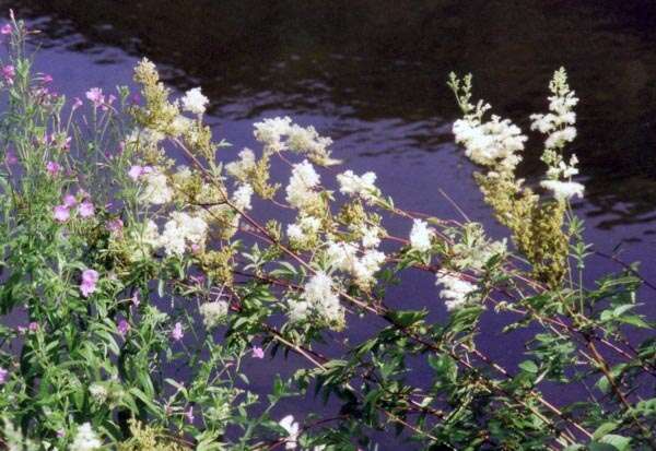 Image of Meadowsweet