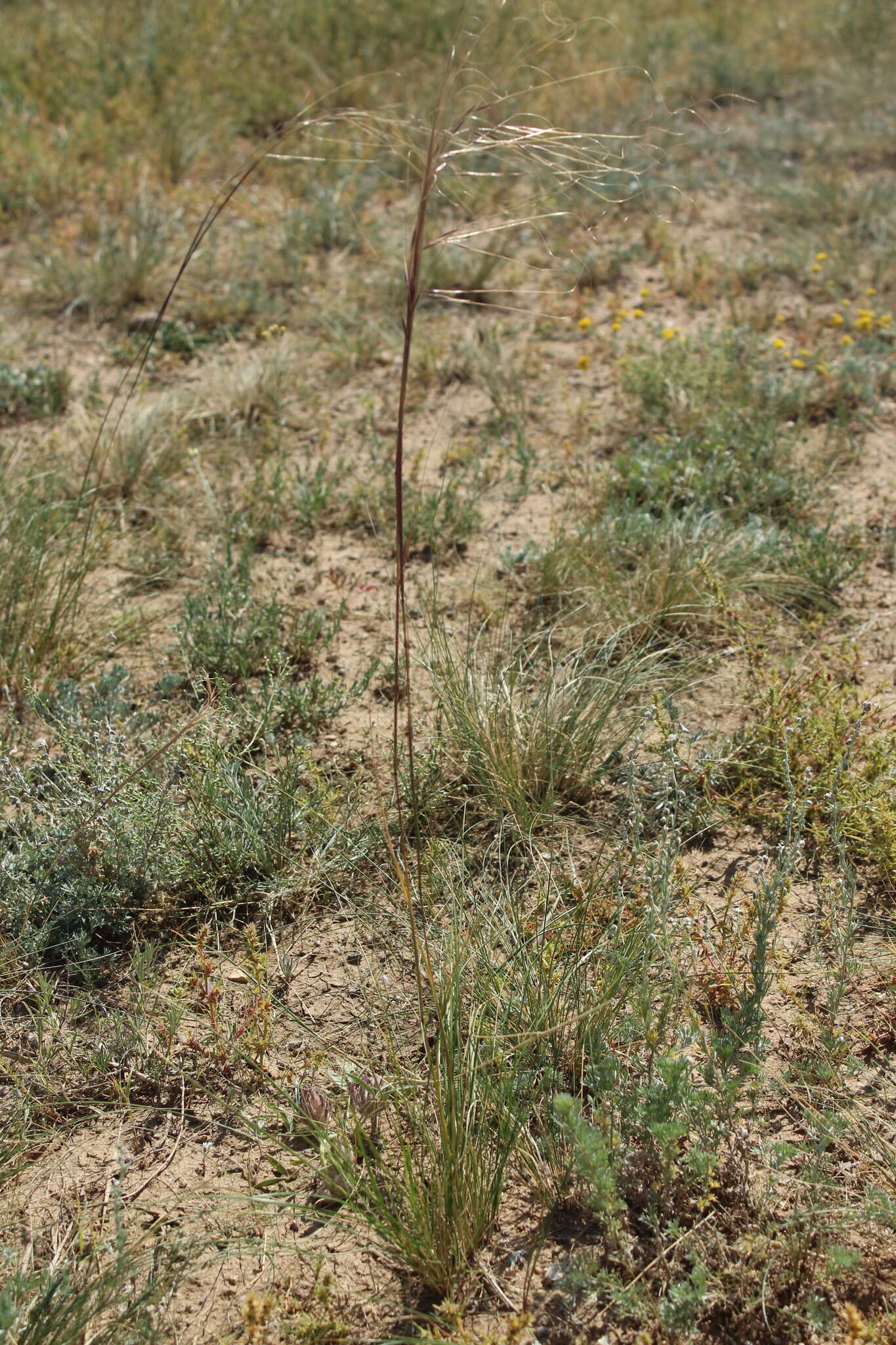 Imagem de Stipa krylovii Roshev.