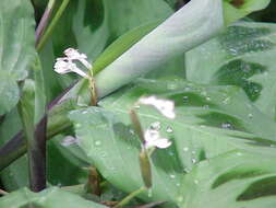 Image of prayerplant