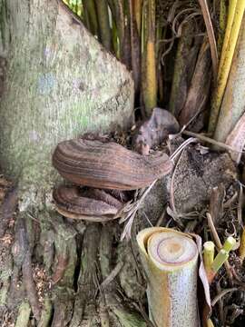 Image of Ganoderma zonatum Murrill 1902