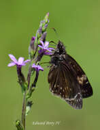 Image of Zarucco Duskywing