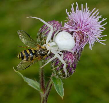 Image of Flower Crab Spiders