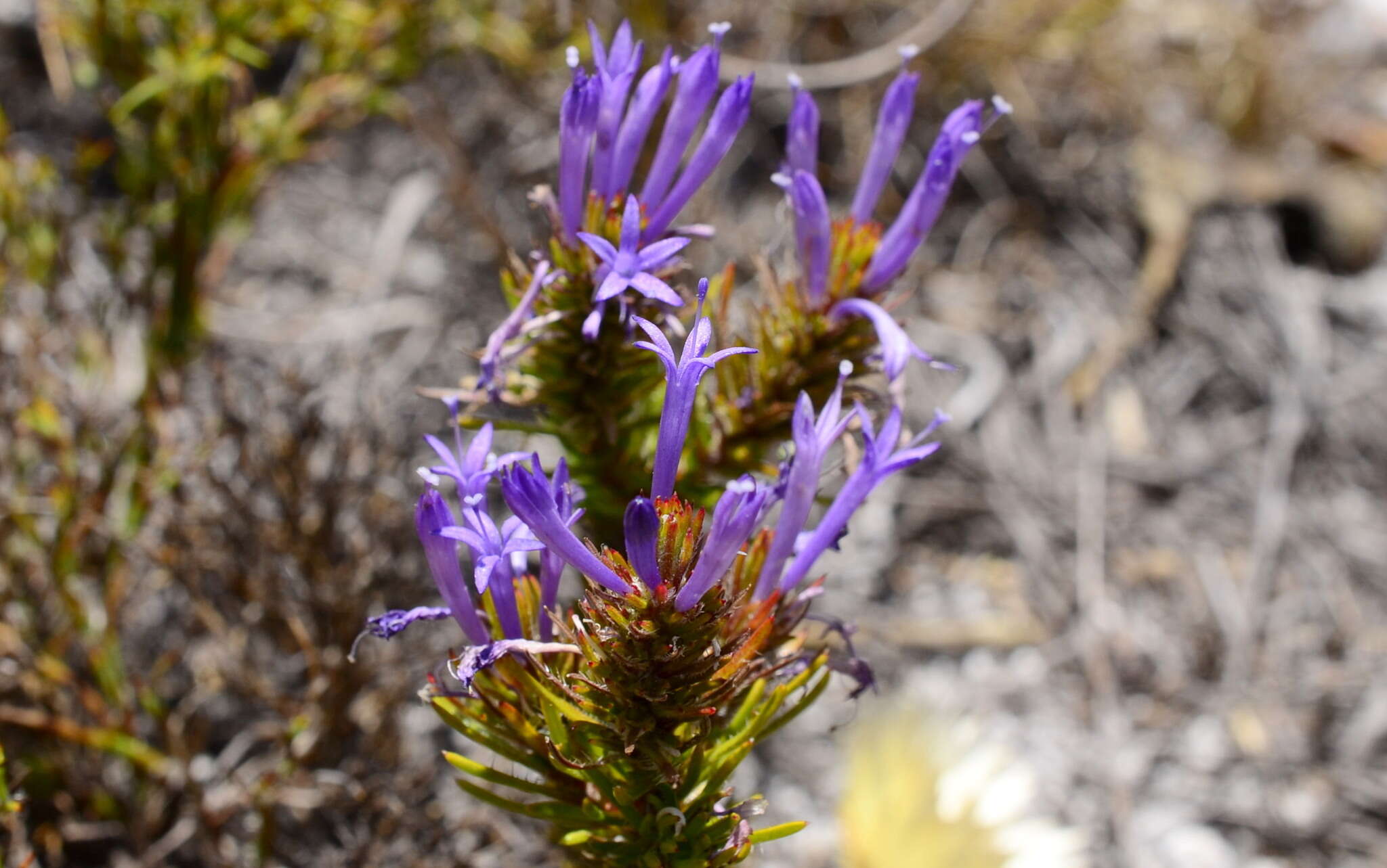 Image de Merciera azurea Schltr.