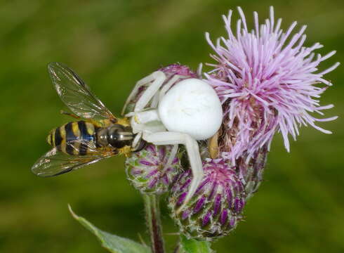 Image of Flower Crab Spiders