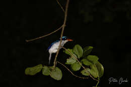 Image of Common Paradise Kingfisher