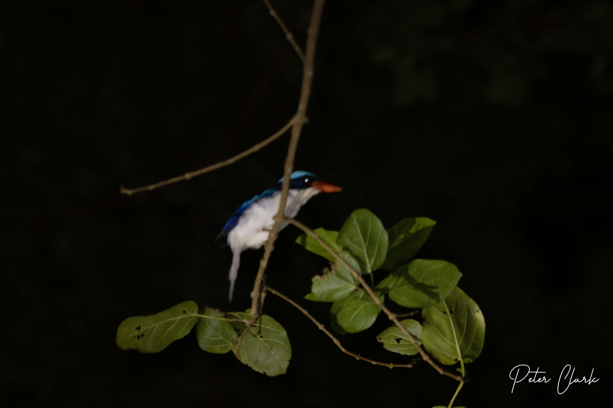 Image of Common Paradise Kingfisher