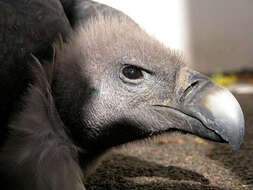 Image of Asian White-backed Vulture