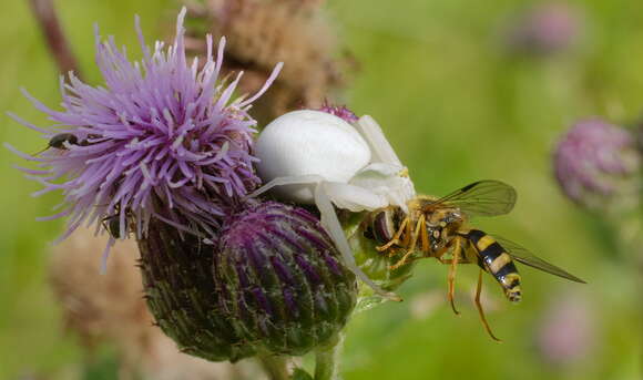 Image of Flower Crab Spiders