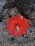 Image de Echinocereus acifer (Otto ex Salm-Dyck) Lem.