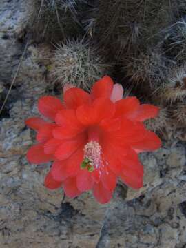 Image de Echinocereus acifer (Otto ex Salm-Dyck) Lem.