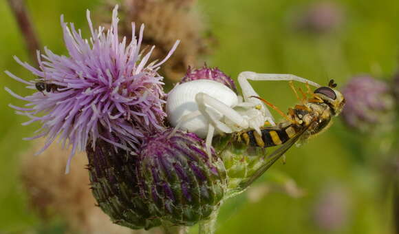 Image of Flower Crab Spiders