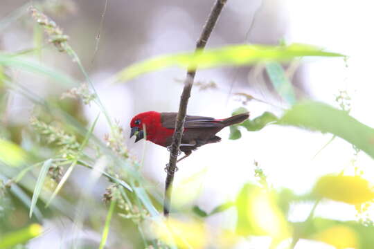 Pyrenestes sanguineus Swainson 1837的圖片