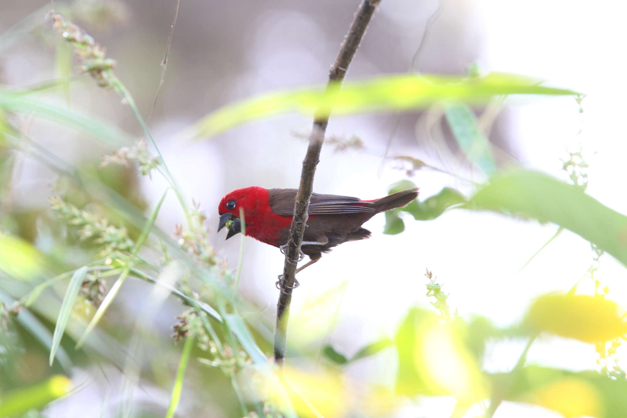 Sivun Pyrenestes sanguineus Swainson 1837 kuva