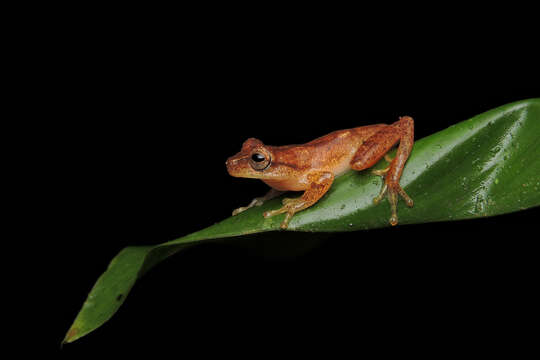 Image of Dendropsophus berthalutzae (Bokermann 1962)