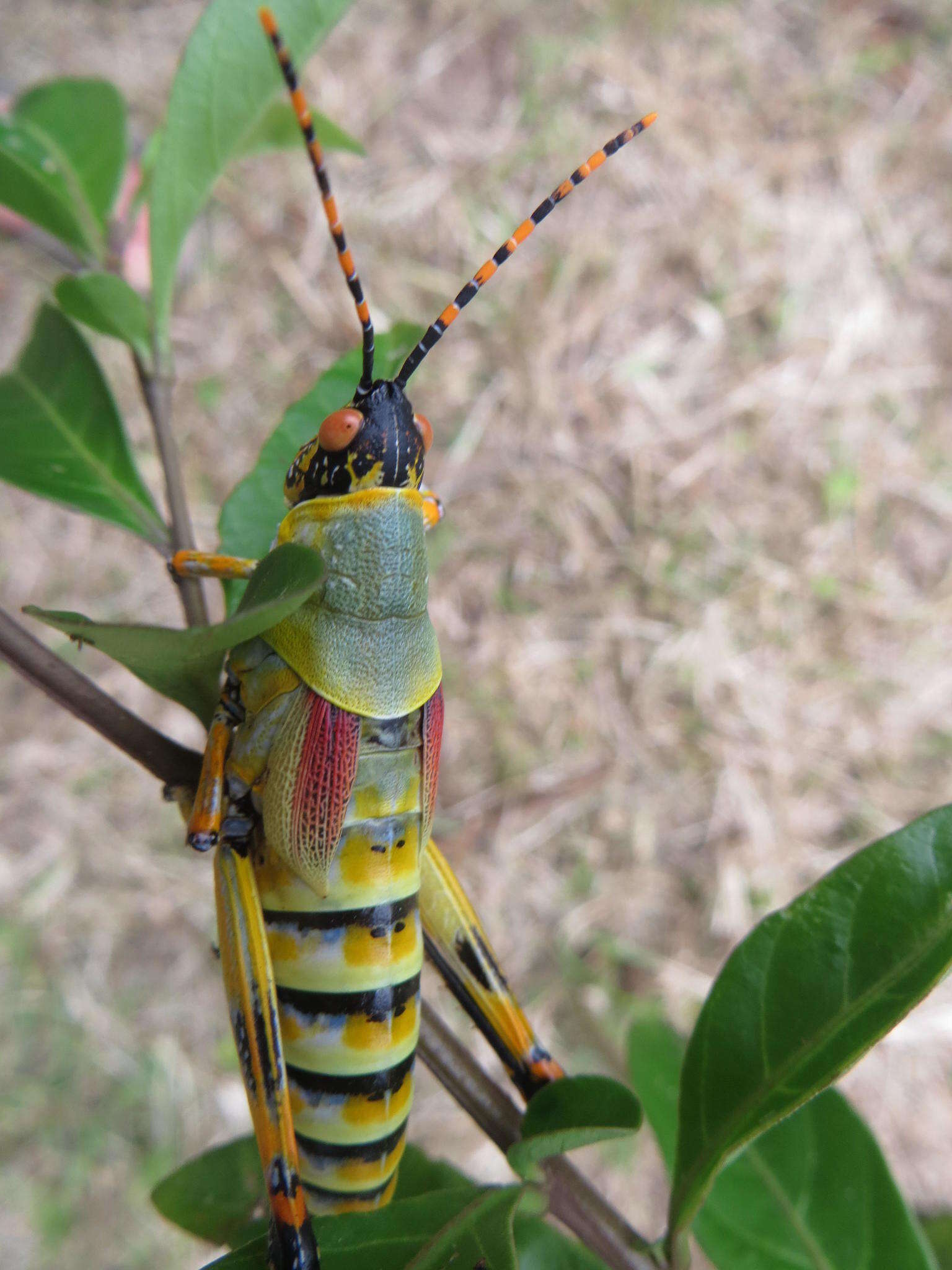 صورة Zonocerus elegans elegans (Thunberg 1815)