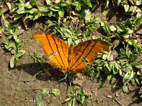 Image of Ruddy Daggerwing