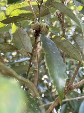 Image of Quercus salicina Blume