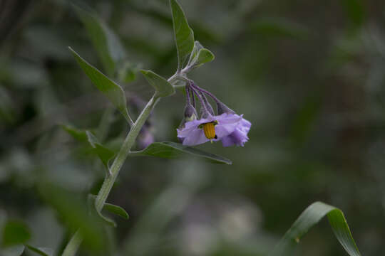 Image of bluewitch nightshade