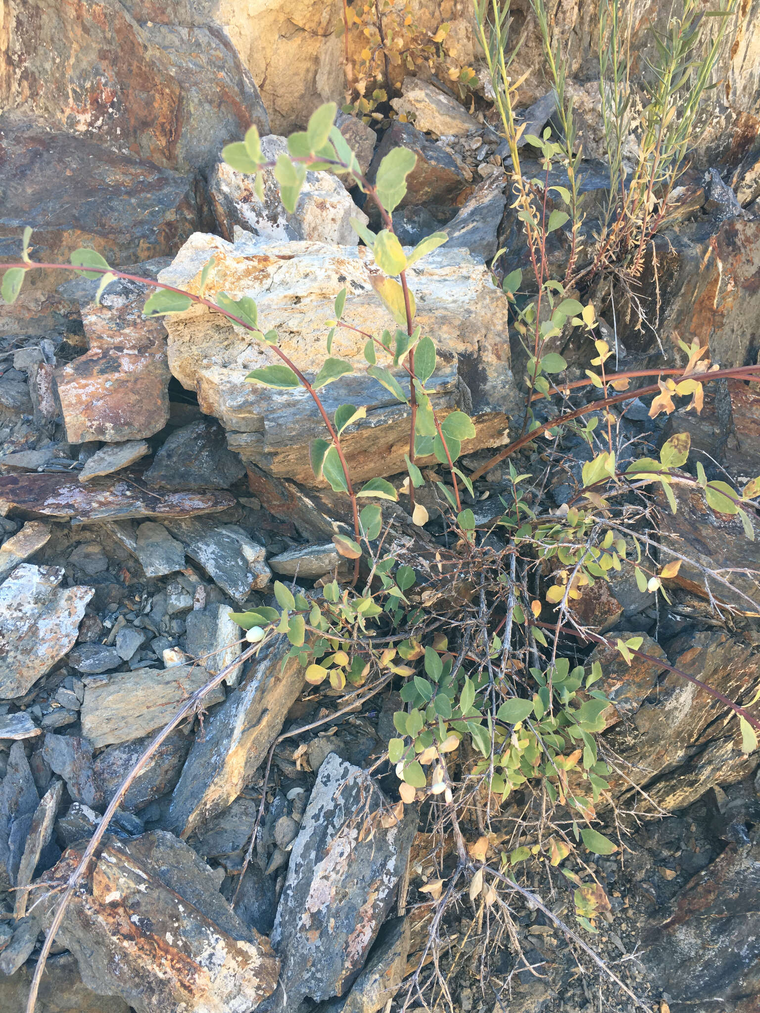 Image of creeping snowberry