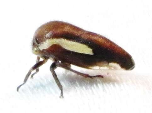 Image of Ophiderma flavicephala Goding