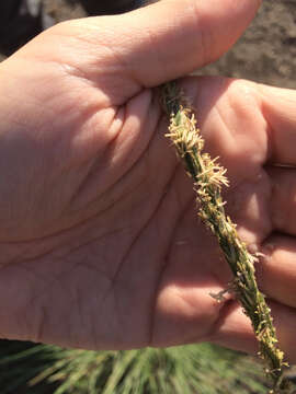 Image of Gulf Cord Grass