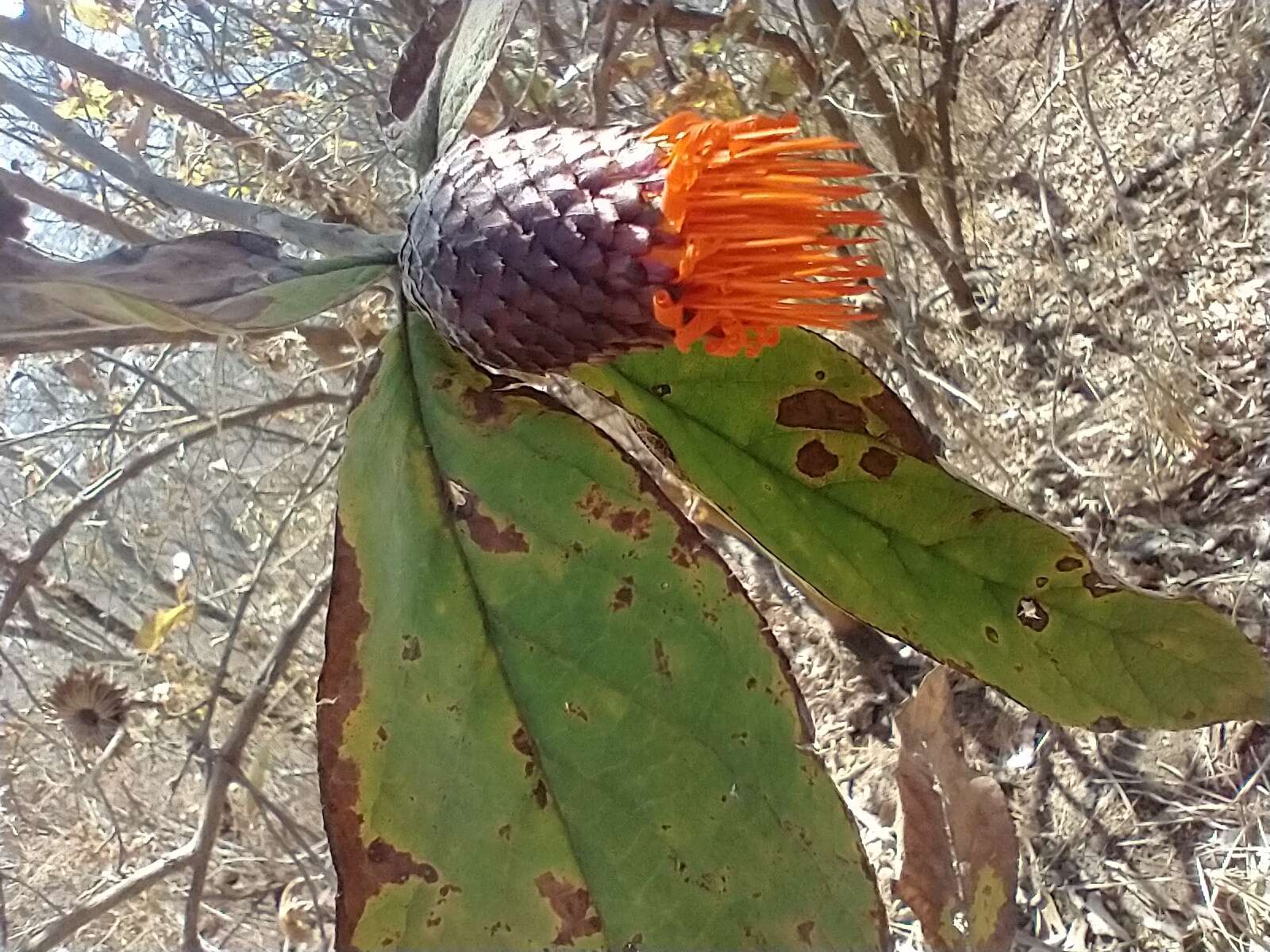 صورة Cnicothamnus lorentzii Griseb.