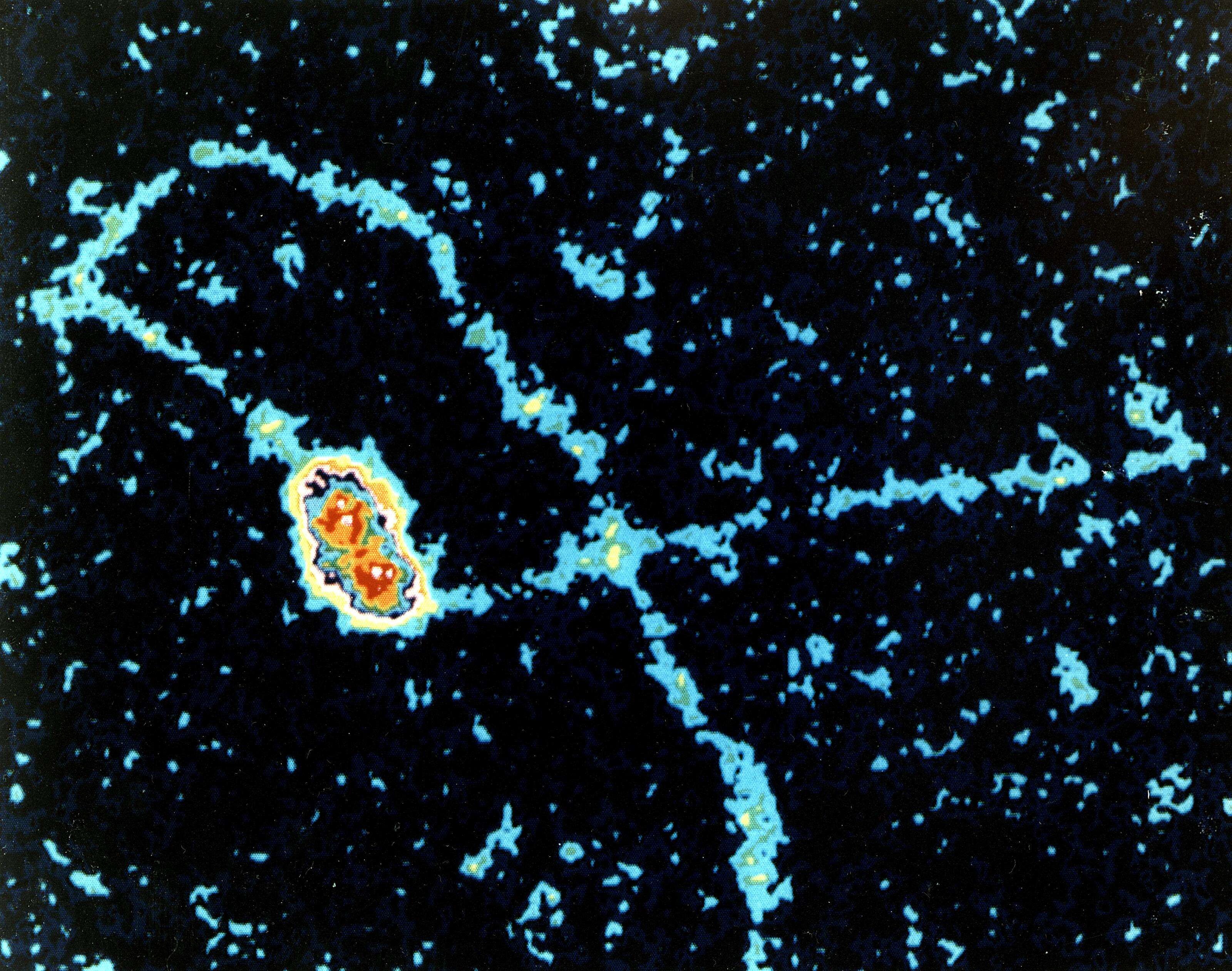 Image of Simian virus 40