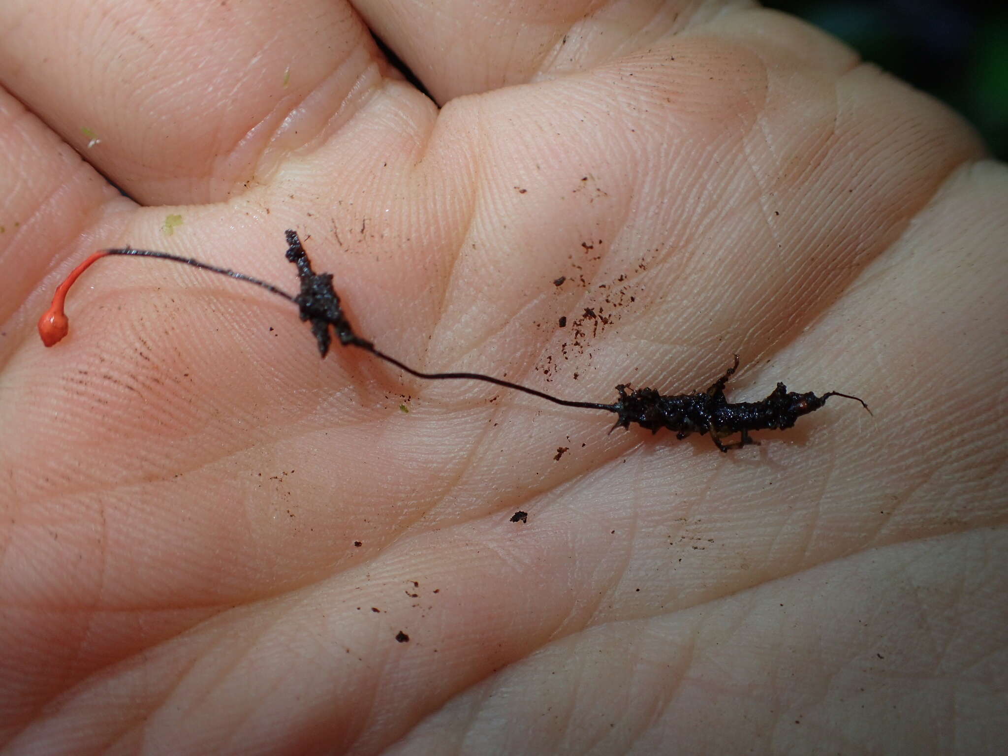 Ophiocordyceps australis (Speg.) G. H. Sung, J. M. Sung, Hywel-Jones & Spatafora 2007 resmi