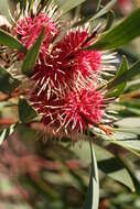 Imagem de Hakea laurina R. Br.