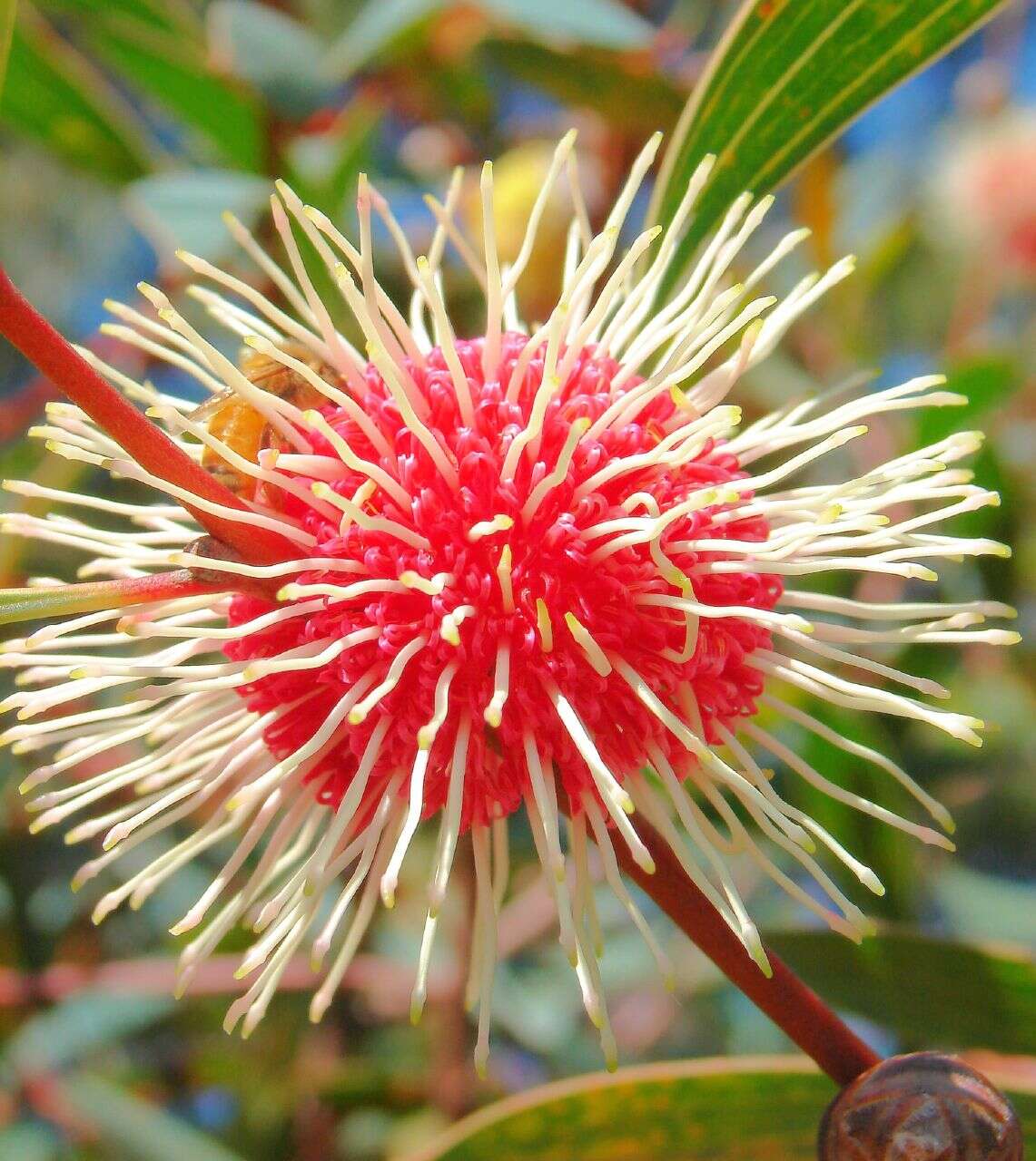 Imagem de Hakea laurina R. Br.