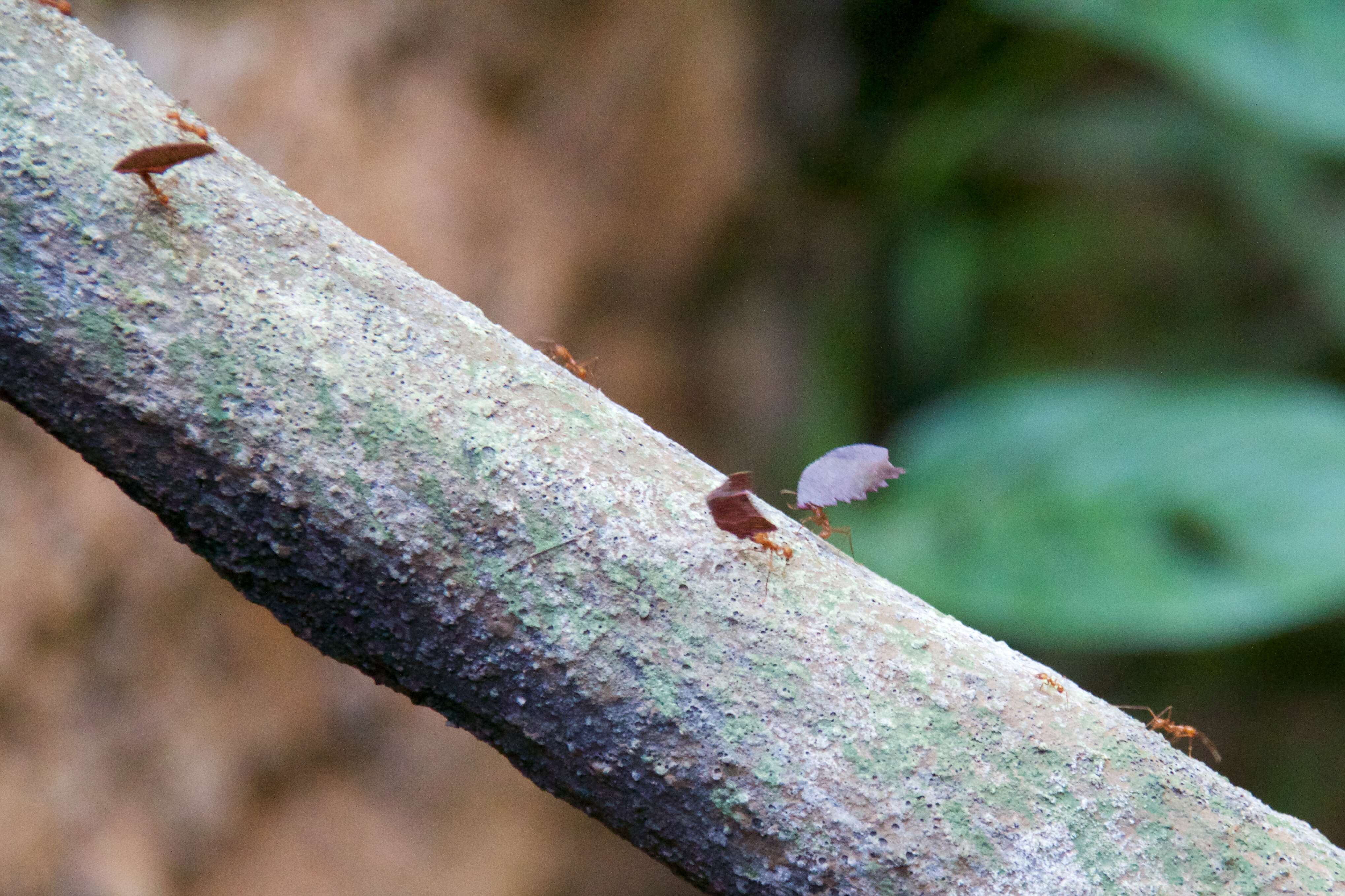 Image of Leaf-cutter ant