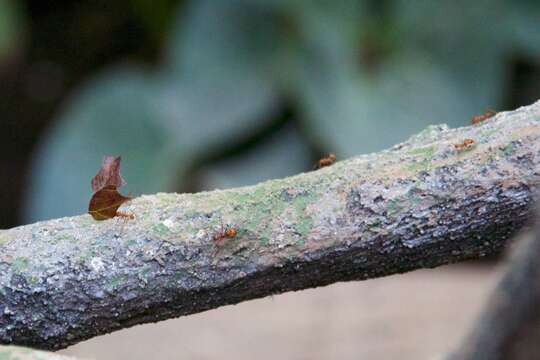 Image of Leaf-cutter ant