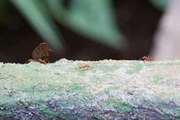 Image of Leaf-cutter ant