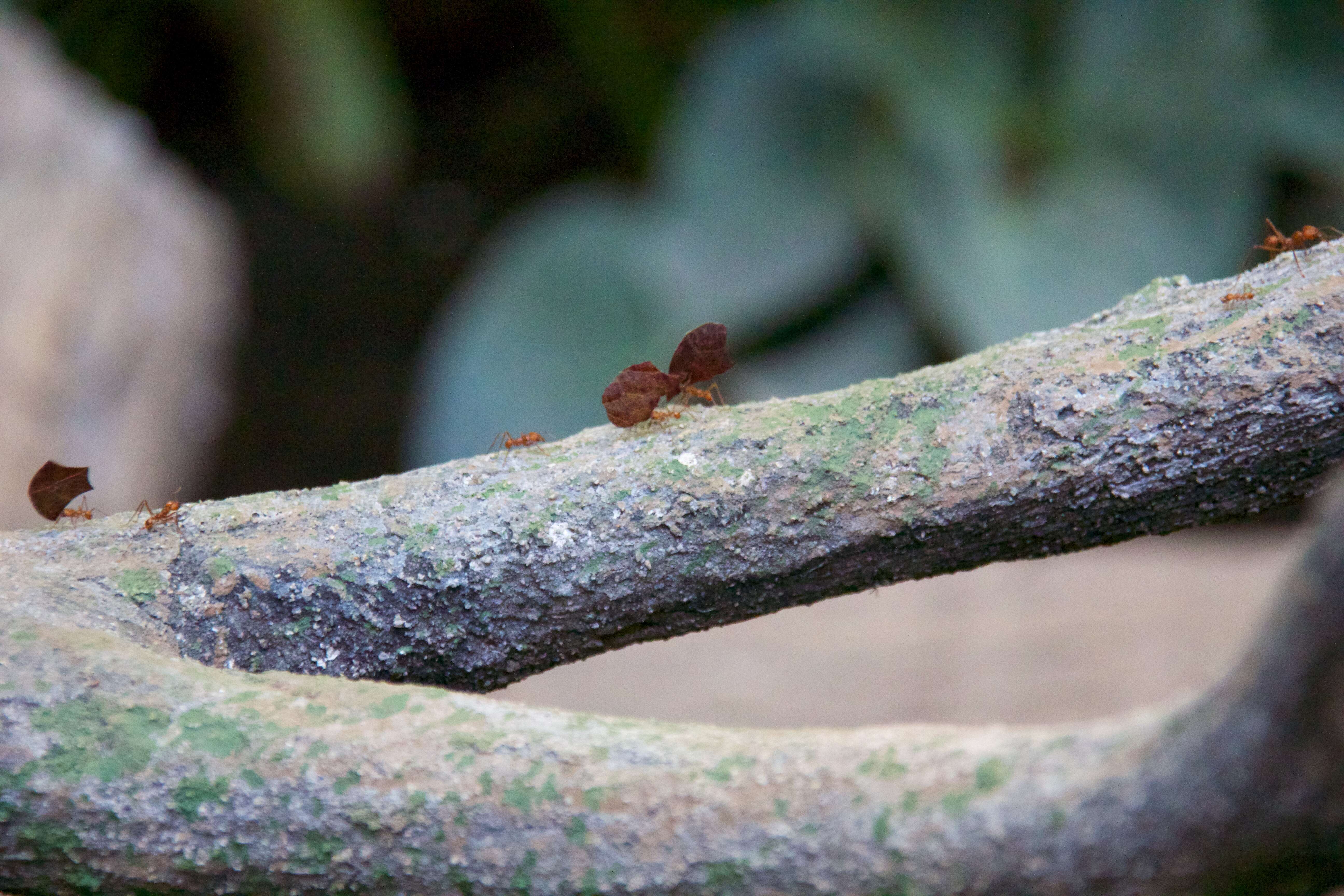 Image of Leaf-cutter ant