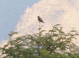 Image of Yemen Linnet