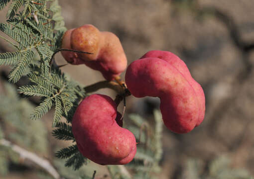 Image of Syrian mesquite