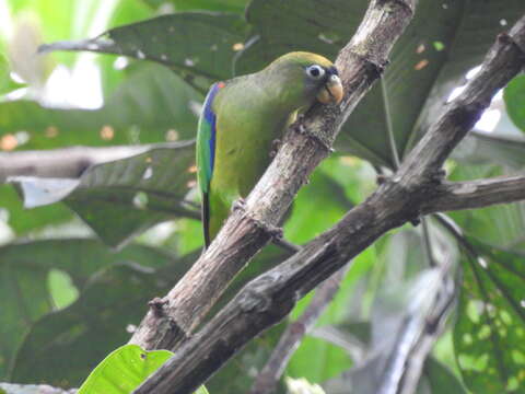 Image of Scarlet-shouldered Parrotlet