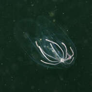 Image of lined sea anemone