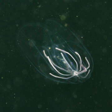 Image of lined sea anemone