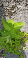 Image of fuzzy pride-of-Rochester