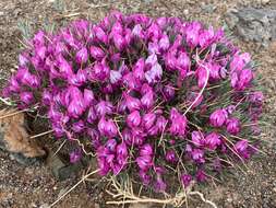 Image of Oxytropis aciphylla Ledeb.