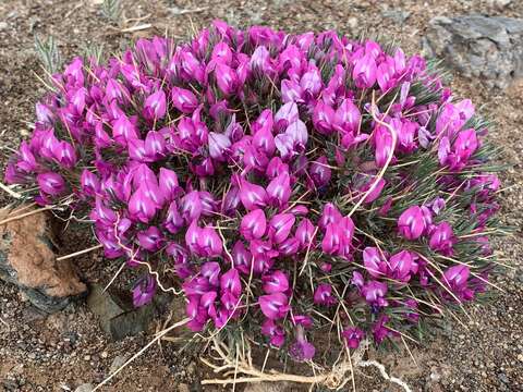 Image of Oxytropis aciphylla Ledeb.