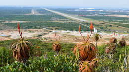 Image of Aloe pluridens Haw.