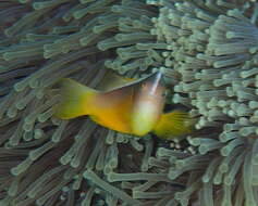 Image of Clown fish