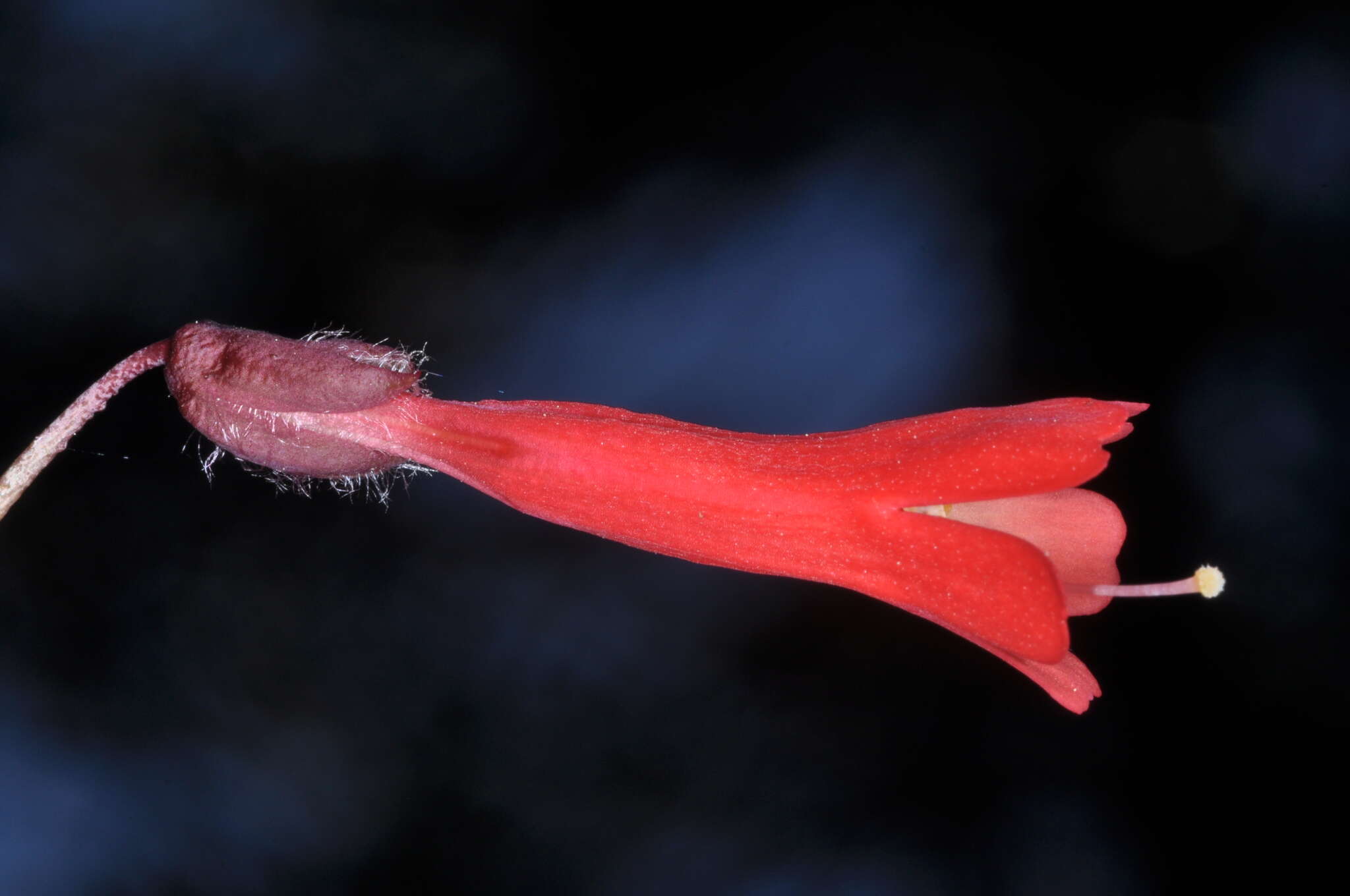 Image de Ourisia ruellioides (L. fil.) Kuntze