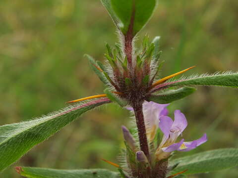 Image of Hygrophila schulli (Buch.-Ham.) M. R. Almeida & S. M. Almeida