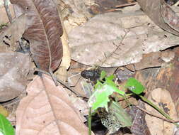 Image of Lowland Tropical Bullfrog